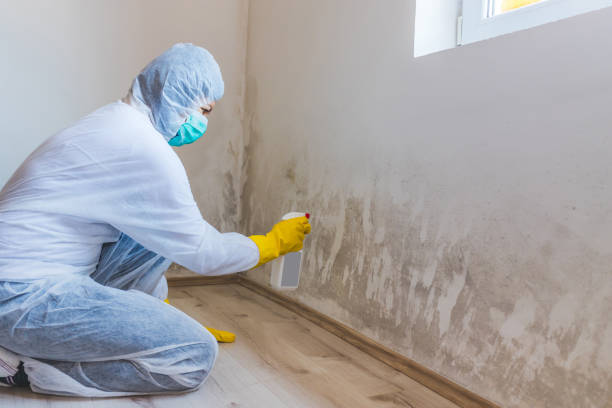 Licensed Mold Cleanup service in Ludington, MI - WQB Mold Removal