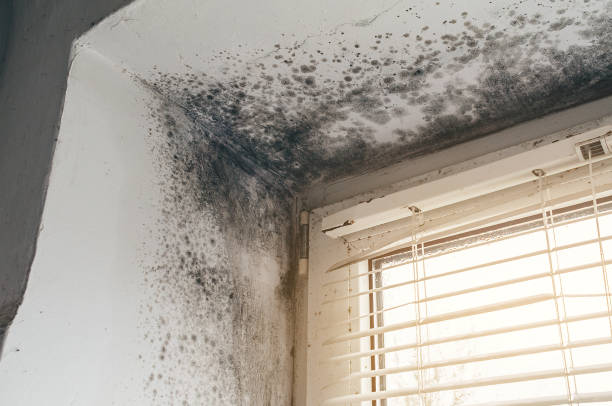 Affordable Mold Cleanup solutions in Ludington, MI