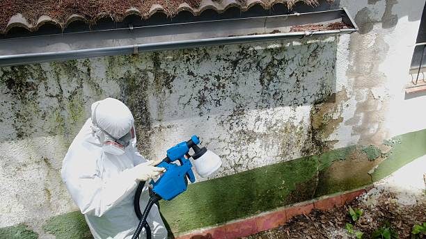 Top rated local Mold Cleanup specialists in Ludington, MI
